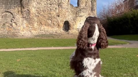 Bouncing Bonnie Dog Tours Reading Abbey Ruins