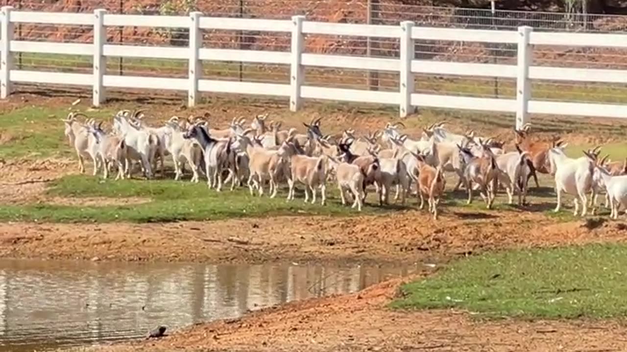 She told them to get going, and they did!!!