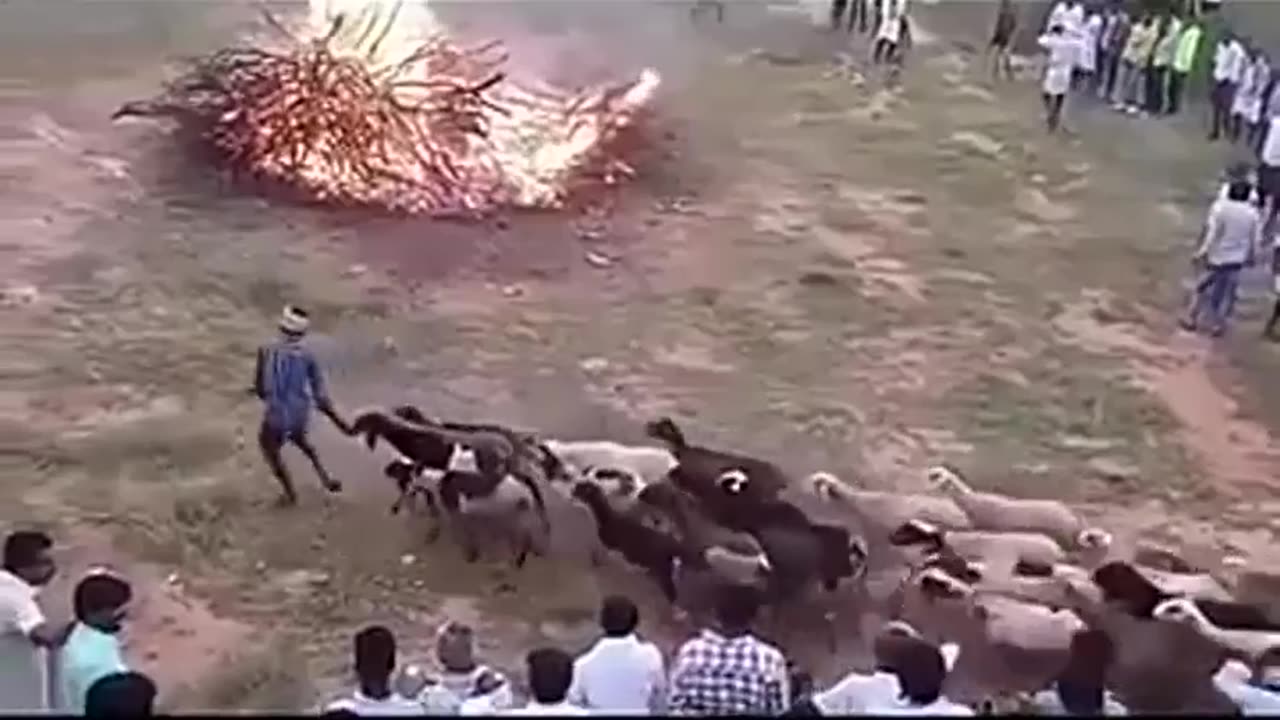 THE SHEEP DANCE AROUND THE FIRE ENTRANCED BY FEAR.. THIS IS WHAT GOVERNMENT PROPAGANDA DOES TO YOU