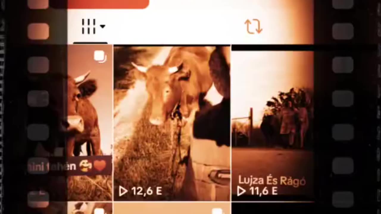 CSALLÓKÖZ - Zsemlye Tamara lemészárolt állatkái