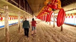 Brazil declares itself bird flu free and aims to resume exports