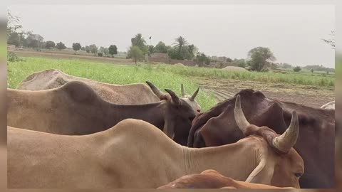 Cholistani cows at grazing