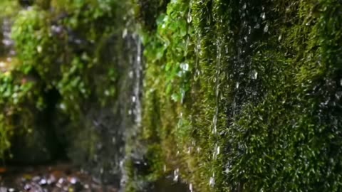 Trickling Water Sleep Stream 🌊💤 | Nature’s Lullaby to Knock You Out Fast!