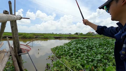 Tilapia Farming Sustainable Aquaculture