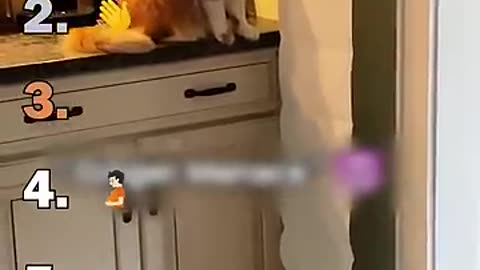 Cats speaking-Animal video