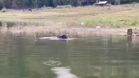 🎣😂 The Wildest Catch of the Day Will Leave You Speechless! | FunFM