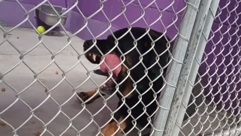 Toby 5y Pet Id 904412 kennel 26 HSSAZ shelter_20250905_150234174