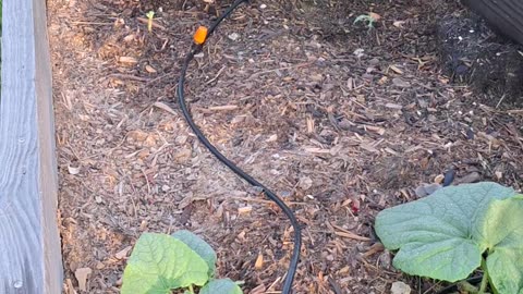 Fertilizing the garden 1