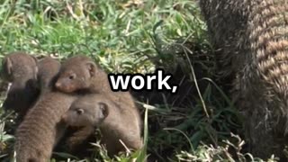 🐗🦦 Warthogs & Mongooses Africa’s Unlikely Grooming Duo 💅🌍