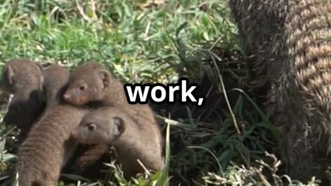 🐗🦦 Warthogs & Mongooses Africa’s Unlikely Grooming Duo 💅🌍