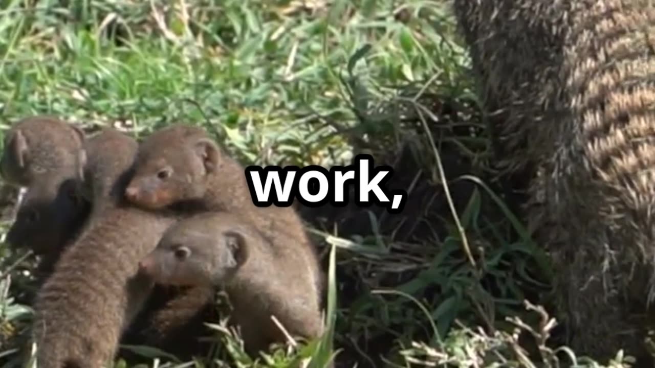 🐗🦦 Warthogs & Mongooses Africa’s Unlikely Grooming Duo 💅🌍