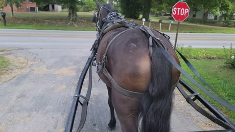 "ENGLISH" WOMAN TAKES A RIDE BEHIND A MENNONITE HORSE!