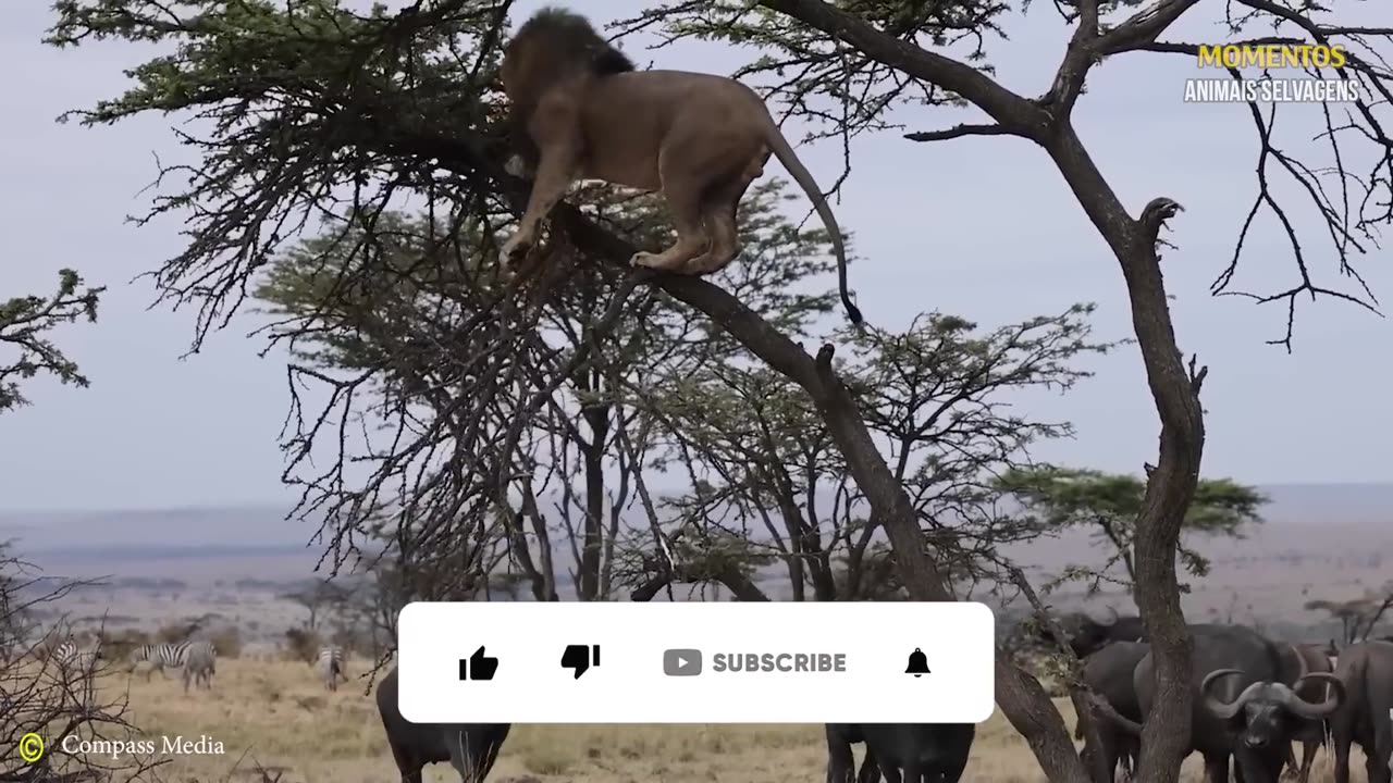fantastic of wild animals