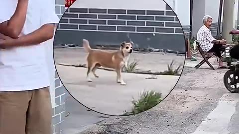 DOG MAN, MAN DOG LOL 😂