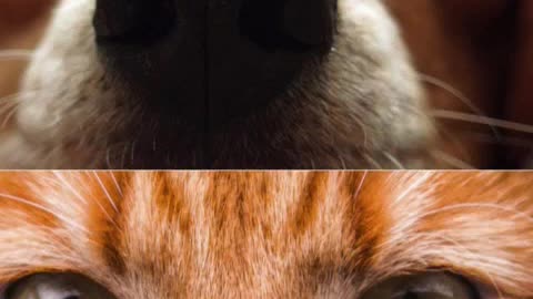 videos de animais engraçados completao.mp4