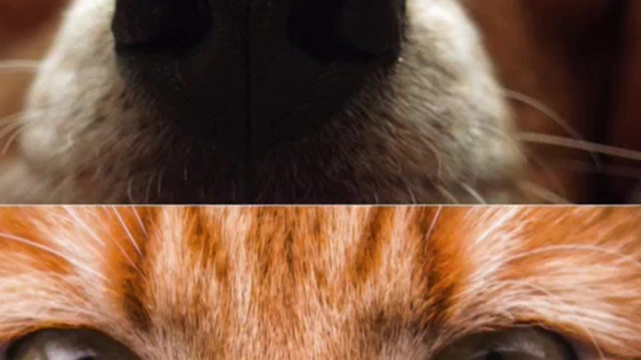 videos de animais engraçados completao.mp4