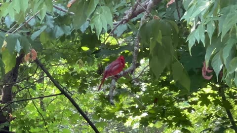 Male Cardinal in a tree