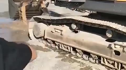 Funny Animal Videos