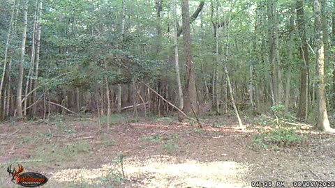 Deer Spook