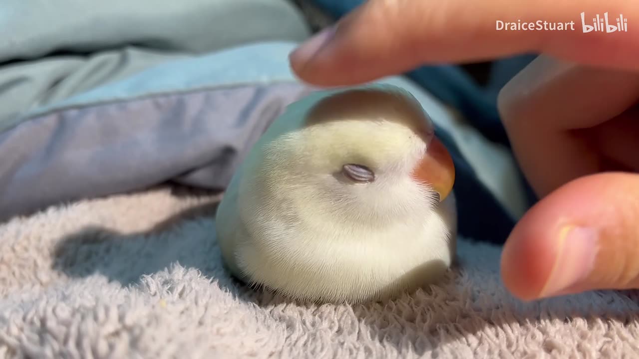 Sleepy little grouper