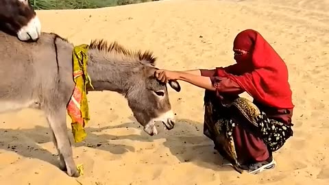 A woman's attempt to impregnate her donkey