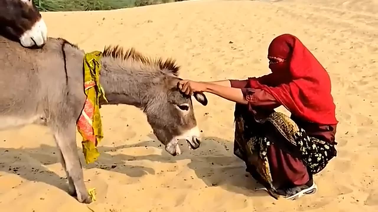 A woman's attempt to impregnate her donkey
