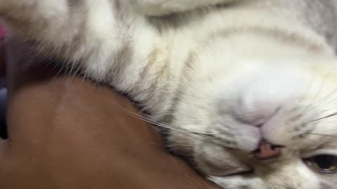 Cute cat TULY play with me#foryou#shots#shortfeed