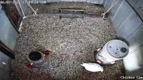 Millar Time Chicken Cam