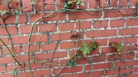 Remember to grow your climbing roses horizontally!