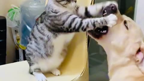 Cat and dog fight