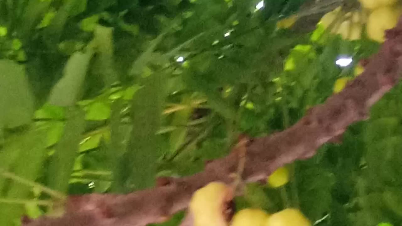 Nature