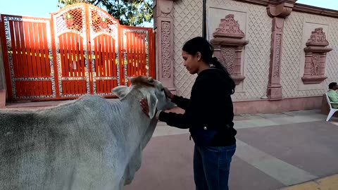 Loving Cow in Ayodhya Sri Rama Temple, March 2024