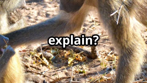 The Strange Reason Why Baboons Kidnap Lion Cubs 🦁🐒