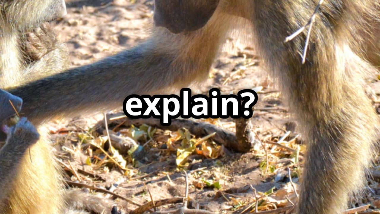 The Strange Reason Why Baboons Kidnap Lion Cubs 🦁🐒
