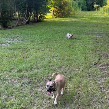Dog herding a W.ild or domestic piglet on a North Florida dirt road dead end