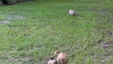 Dog herding a piglet on a North Florida dirt road dead end