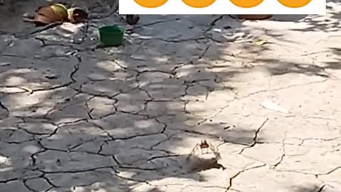 beautiful birds