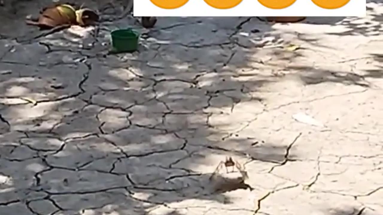 beautiful birds