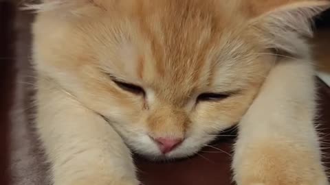 Cat's Sleep pro mode 24/7
