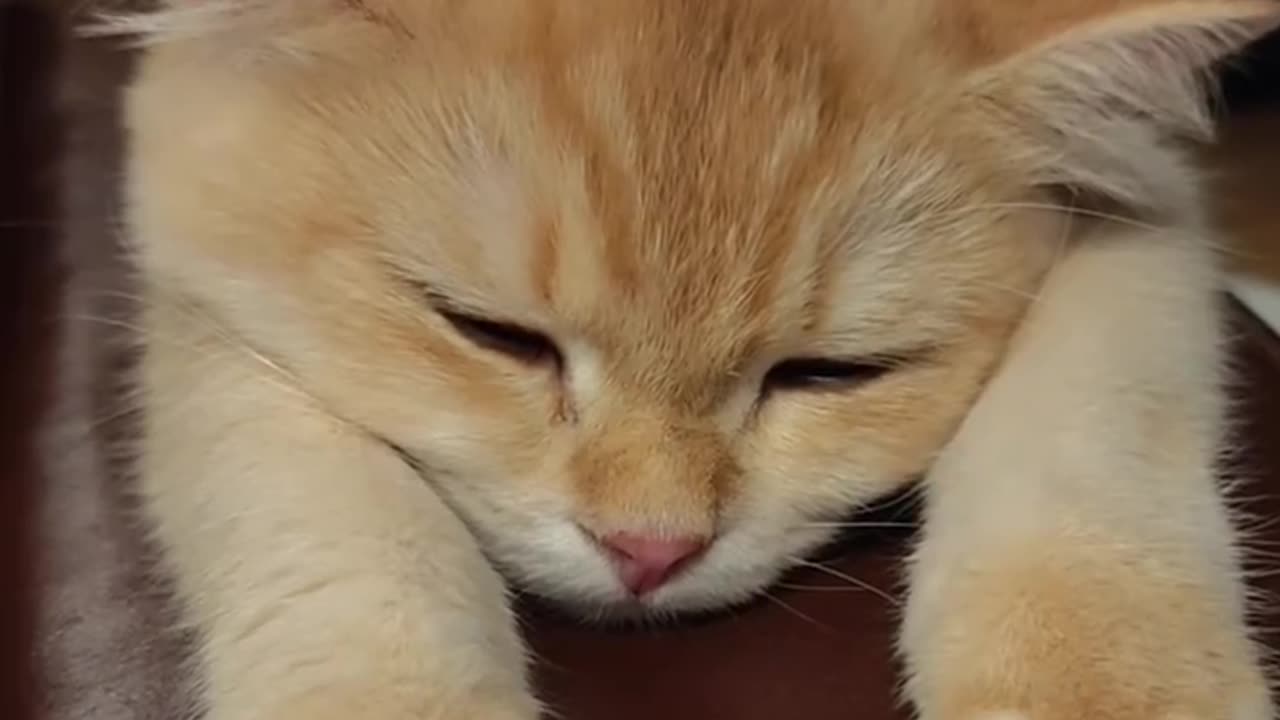 Cat's Sleep pro mode 24/7
