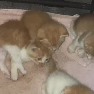 Well what do ya know 🤷‍♂️ Moar freakin kittens 🐈‍⬛