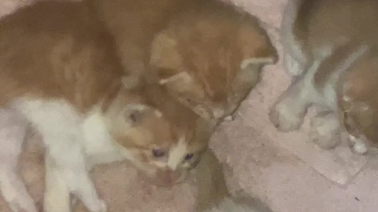 Well what do ya know 🤷‍♂️ Moar freakin kittens 🐈‍⬛