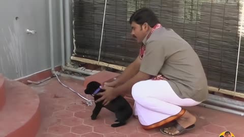 || Episode 227 [ 4K ]. శునక ప్రేమ || #appaji #anji #saravam #amrutham