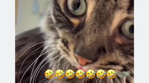 Funny Cat Video