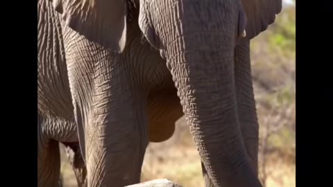 An Elephant's Grief: A Silent Ritual