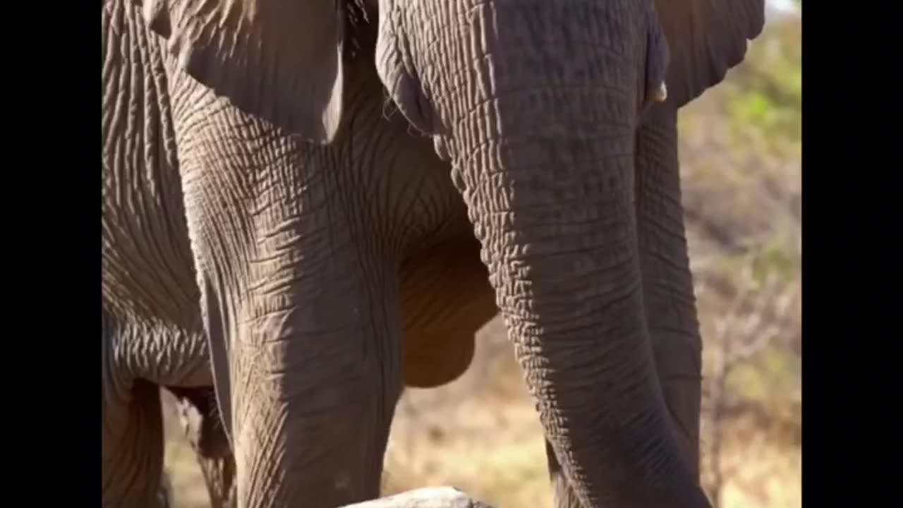 An Elephant's Grief: A Silent Ritual