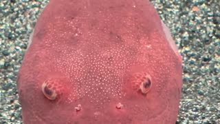 😂🐠 Anger Management Issues? My Sassy Pufferfish Will Make You LOL! | FunFM