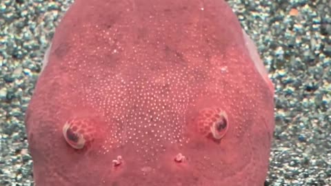 😂🐠 Anger Management Issues? My Sassy Pufferfish Will Make You LOL! | FunFM