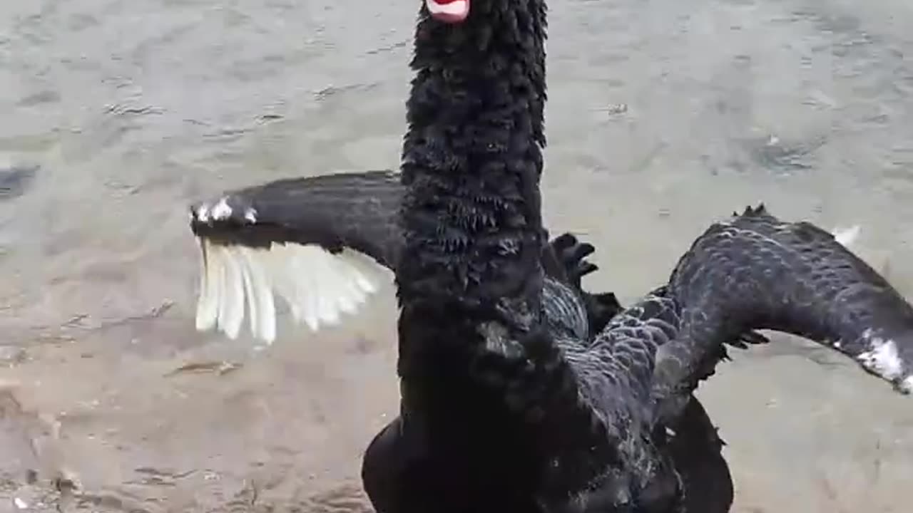 "Man's Call Brings a Black Swan Flying Fast! 🦢🔥 Incredible!" #shorts