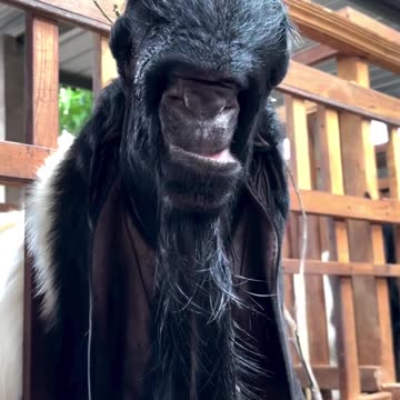 Popeyes chicken sandwich calories